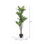 Dracaena 60 po.