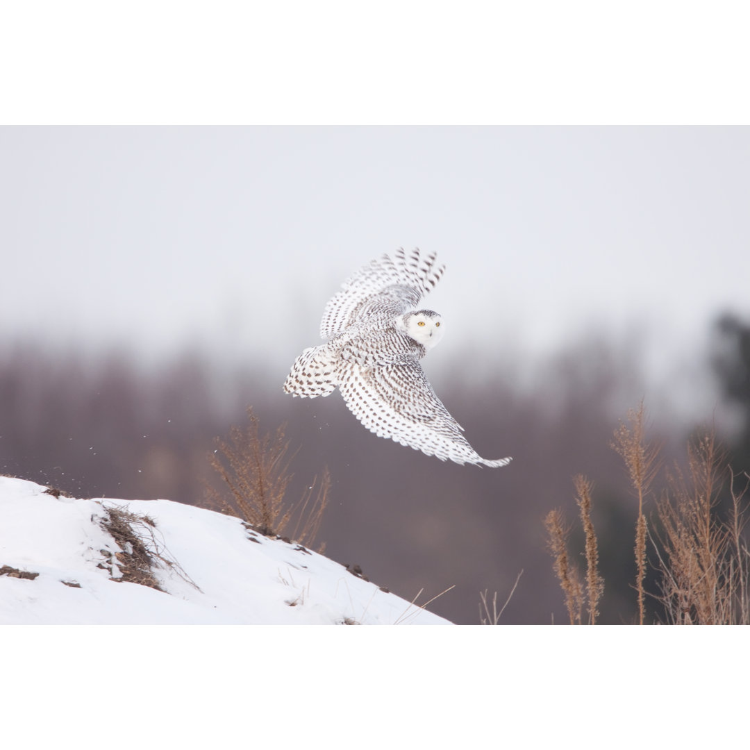 Schnee-Eule von Rpbirdman - Drucken