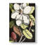 A Laurel Magnolia Tree by Mark Catesby - Wrapped Canvas-55300019