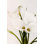 Calla Lily 2 (White) Print