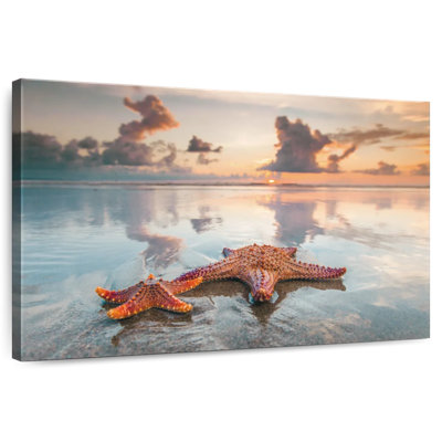 Aletra Double Six Beach Starfish