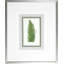 Fern9 Print