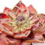 Dahlia Bloom Objet