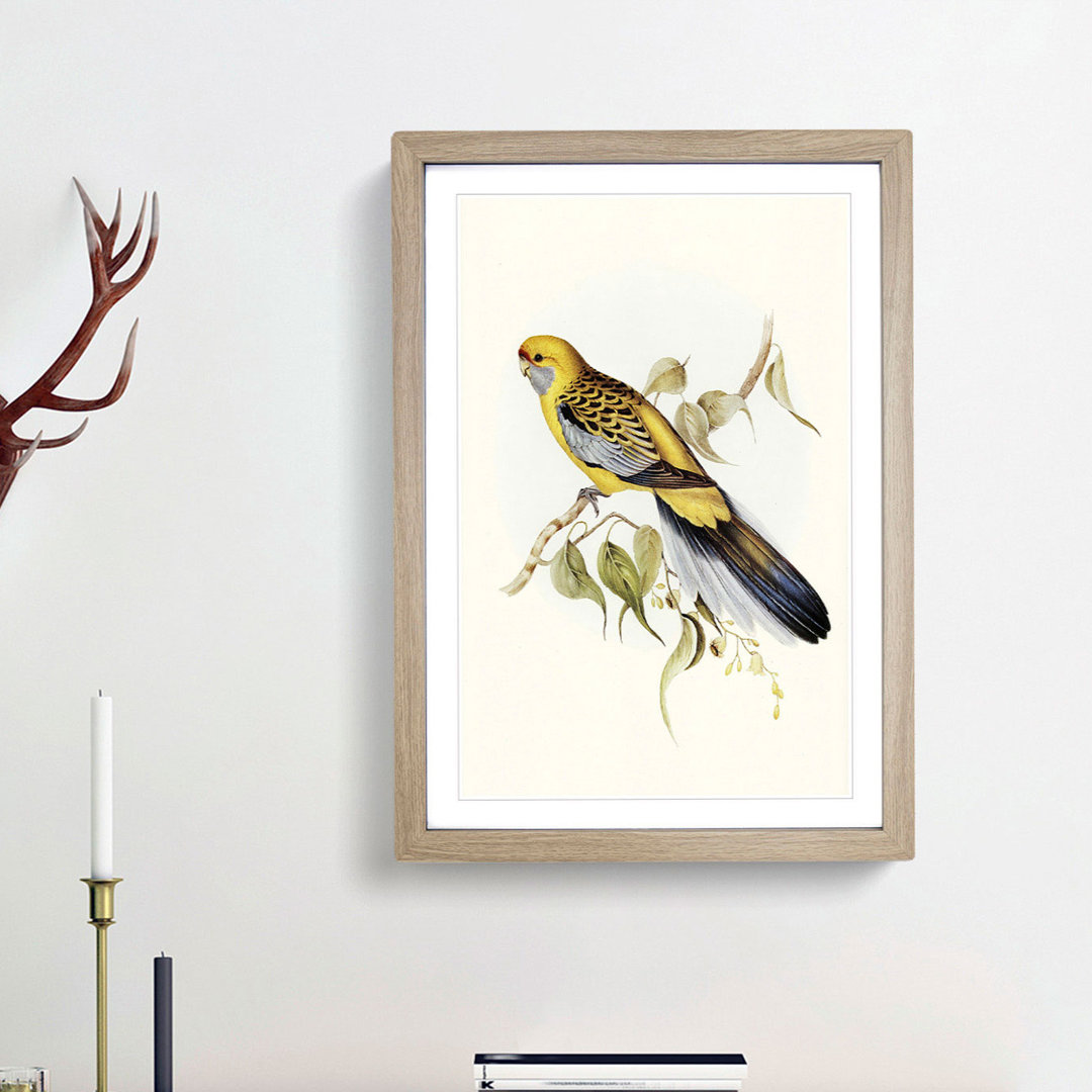 Yellow-Rumped Parakeets by Elizabeth Gould - Picture Frame Art Print