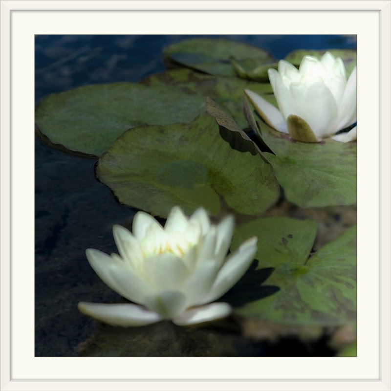 « i » par jennifer broussard, reproduction de photo Water Lilies, H 20" x l 20" x P 1", Cadre blanc
