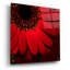 «Red Gerbera on Red 01» par Tom Quartermaine, art mural en verre acrylique-932710680