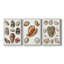 Collection de coquillages VI - Toile tendue sur mesure - 3 pièces-370824148