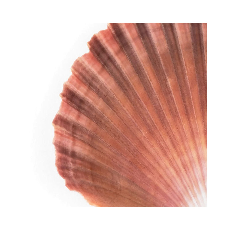 Scallop Seashell par Philippe Hugonnard - peinture sur toile tendue, H 12 po x l 12 po x P 0,75 po