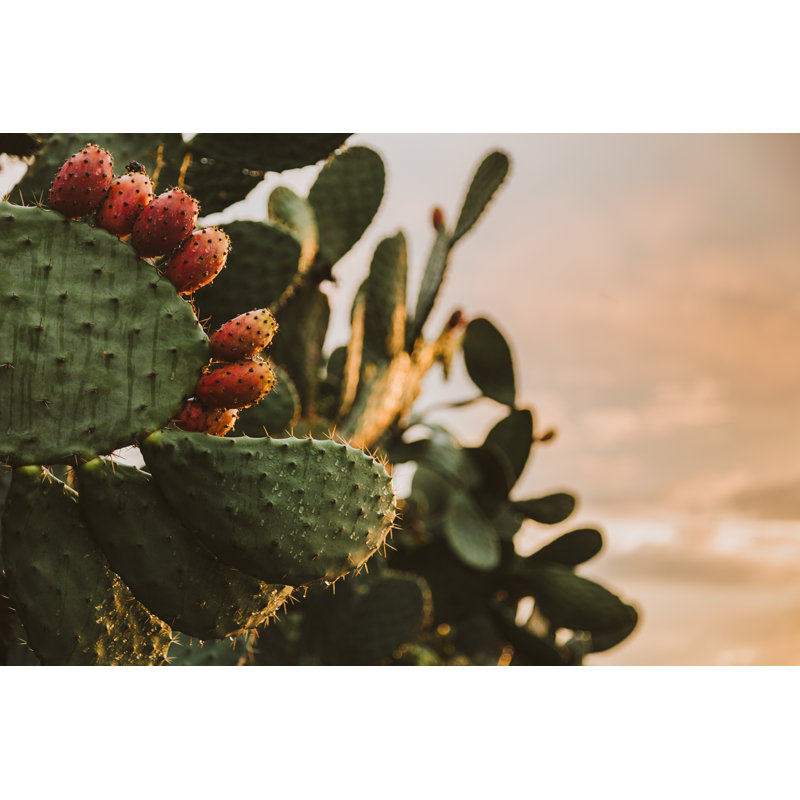 Falun Close Up Prickly Pear by Walmor Santos - Wrapped Canvas Print, 30cm H x 46cm W x 3.8cm D