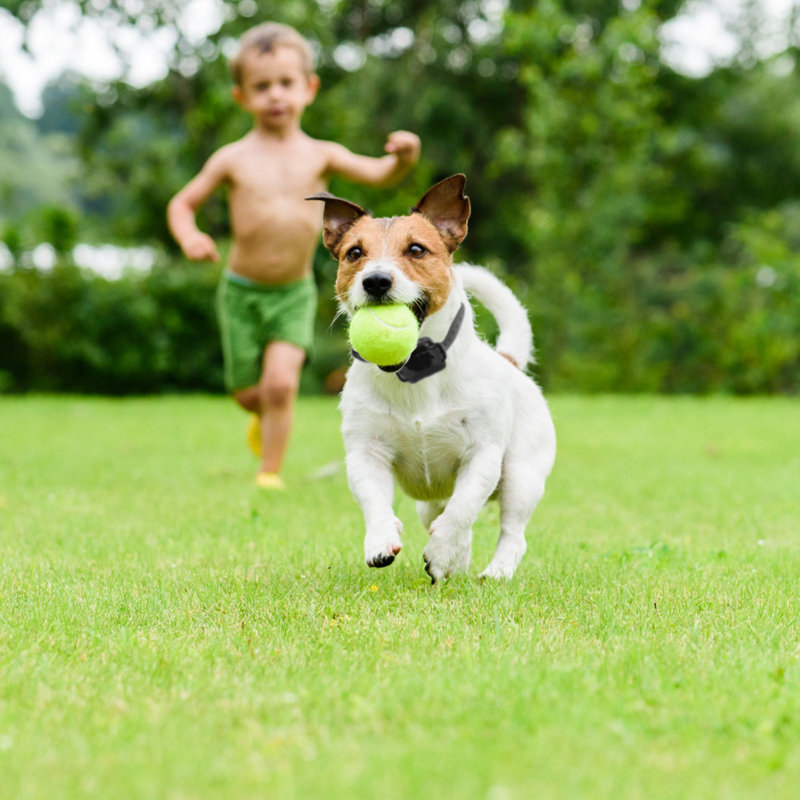 Dog Training Portable Static Wireless Fence