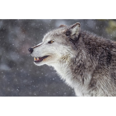 Winter Wolf by KenCanning - Wrapped Canvas Print