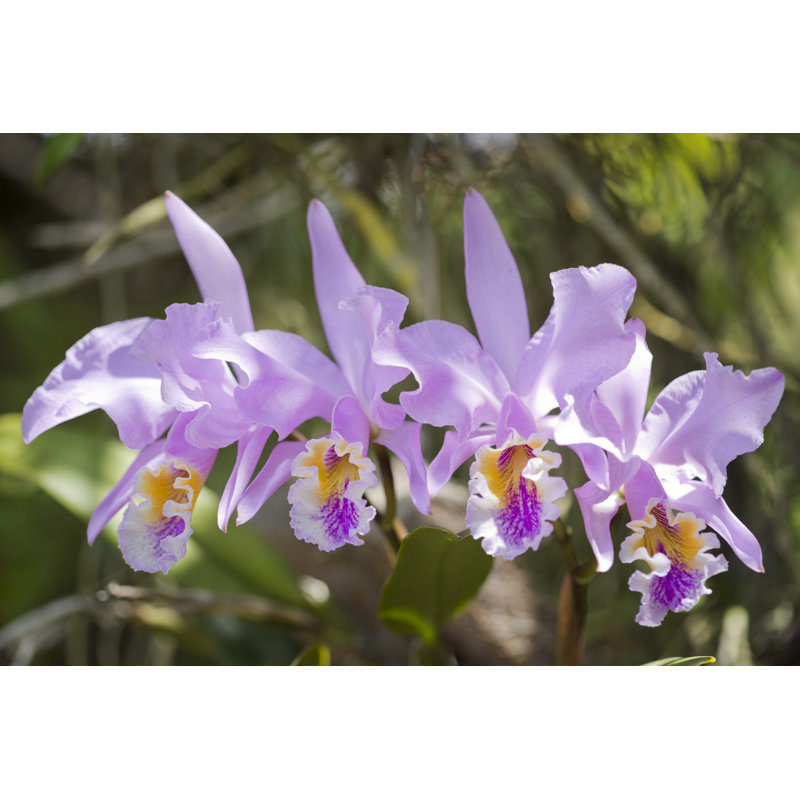 Orchid cattleya mossiae, 30cm H x 46cm W