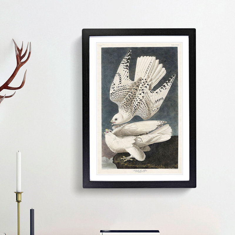 Two Gyrfalcons by John James Audubon - Framed Print, 36cm H x 27cm W x 2cm D, Black Framed
