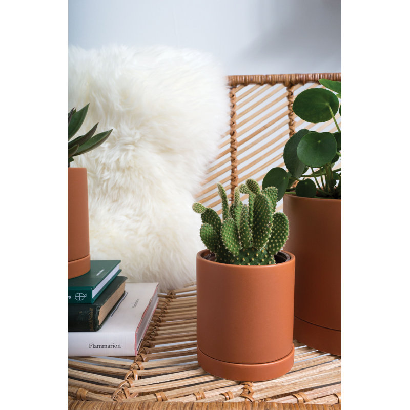 Jardinières en pot, H 4,8 po x l 4,3 po x P 4,3 po, Terra Cotta