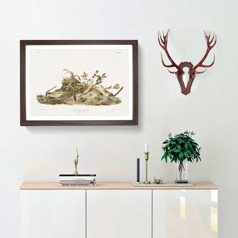 Four-Striped Ground Squirrels by J.W. Audubon - Framed Print, 27cm H x 36cm W x 2cm D, Walnut Framed