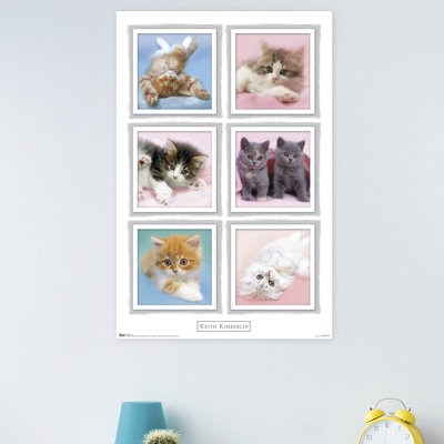 Impression sur papier kimberlin-chatons