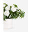 Lucienne Realtouch Rosebush Arrangement
