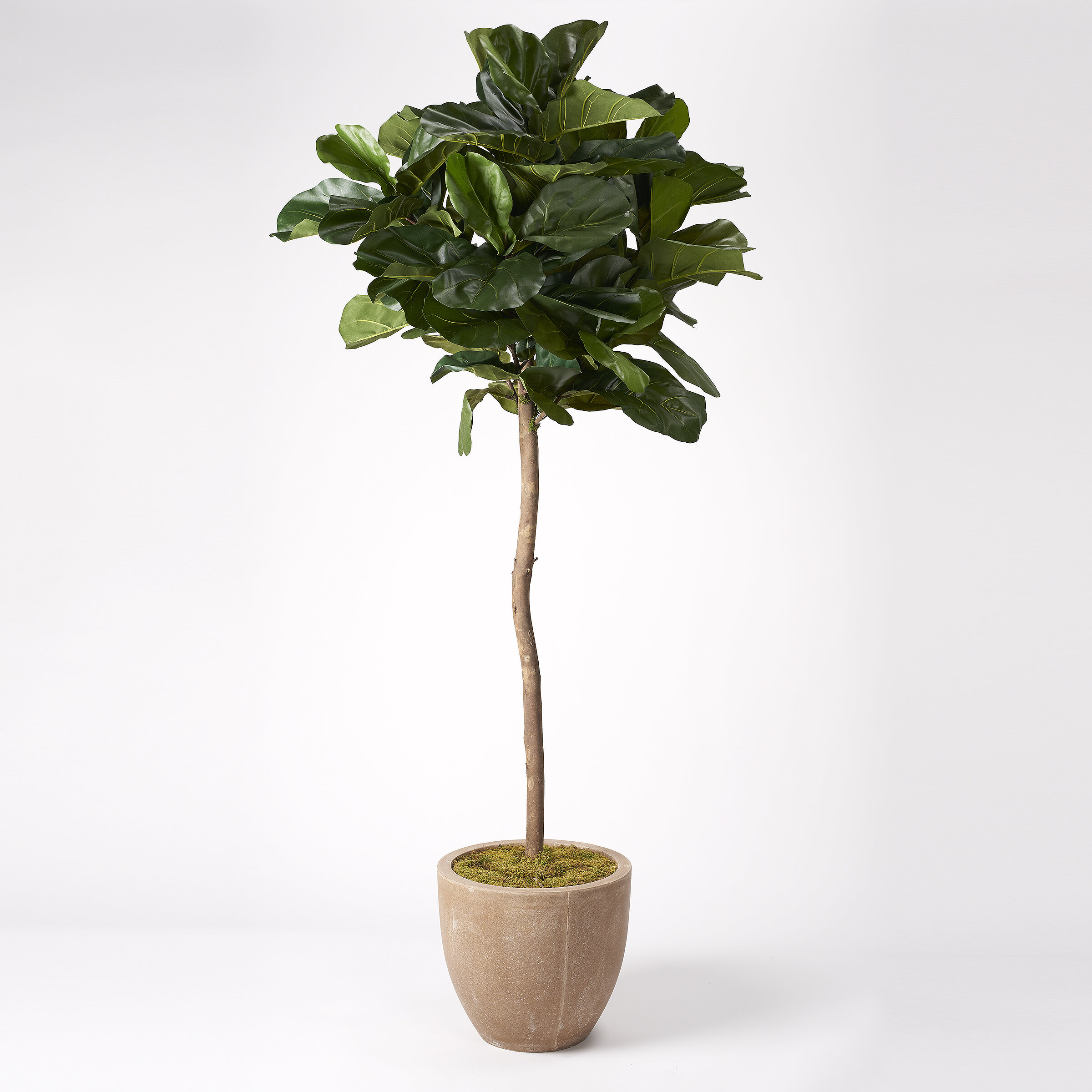 Primrue 84'' Faux Fiddle Leaf Fig Tree in Planter | Wayfair