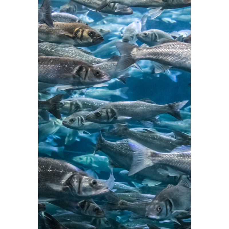 Hanke Bigeye Jacks by Evgenia22 - Wrapped Canvas Print, 30cm H x 20cm W 3.8cm D