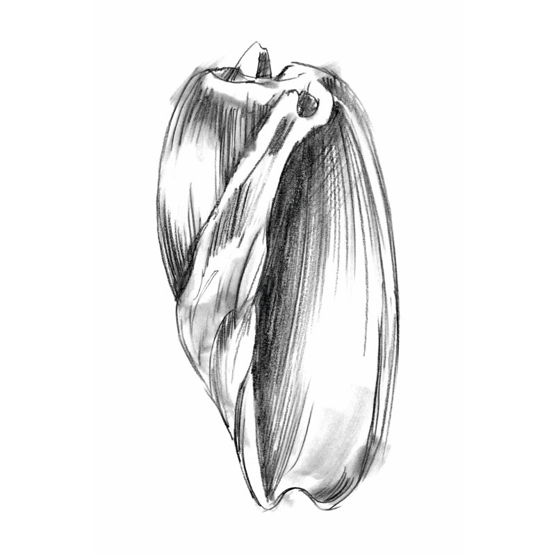 Shell Sketch III - Wrapped Canvas Painting, 46cm H x 30cm W x 3.8cm D