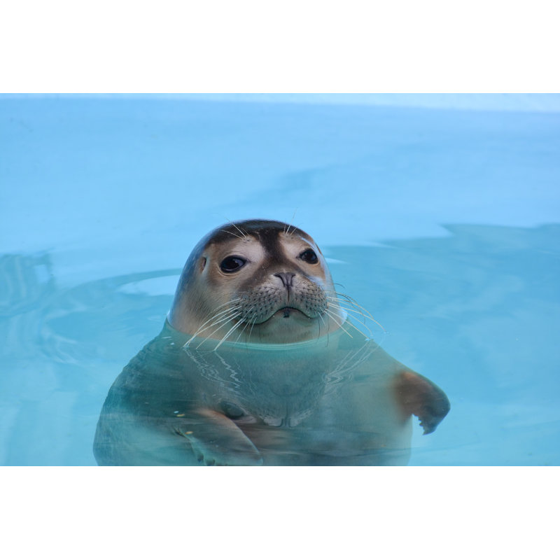 " Curious Seal " by Fotoco-Istock, 12" W x 8" H