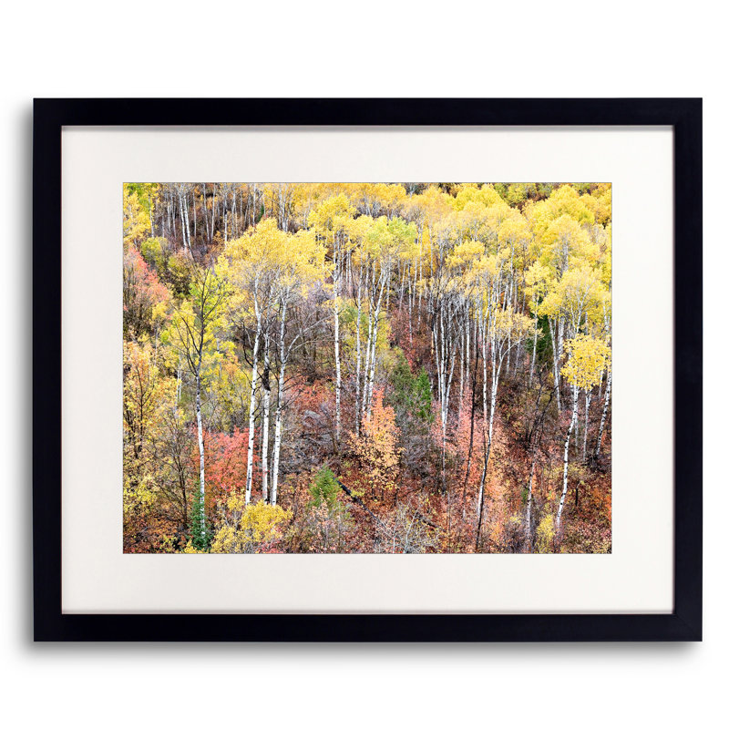 Swan Valley Autumn Portrait #1 Print by Bruce Heinemann, Black Framed Paper, White, 16" H x 20" W