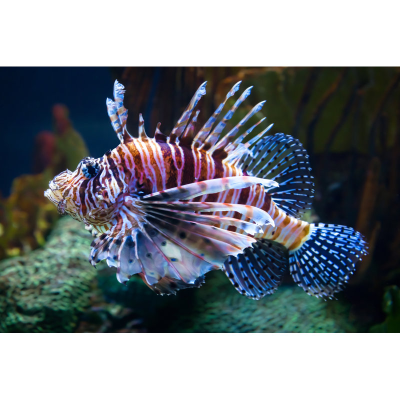 Lionfish, 51cm H x 76cm W