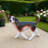 Lifelike Beagle Dog Statue