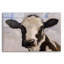 «Serious Cow» par John Silver-101650158