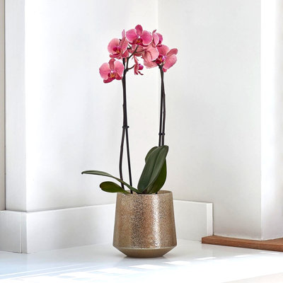 Opulent Metallic Planter Handmade Glass Plant Pot
