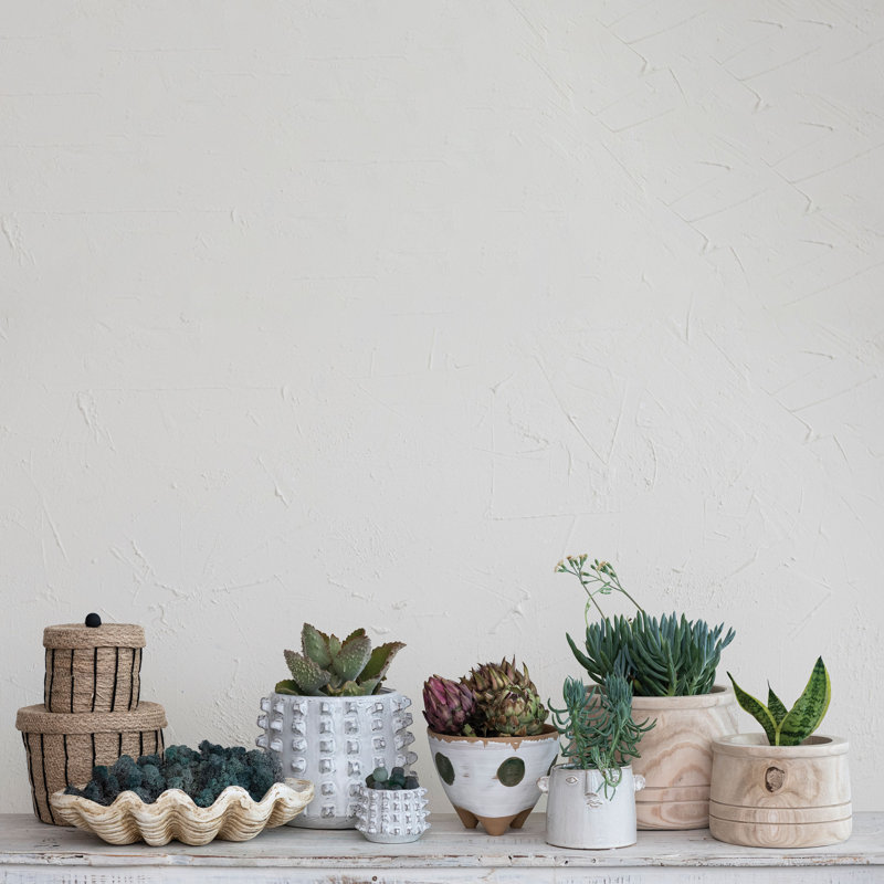 Arlene Coastal Decorative Magnesia Clamshell