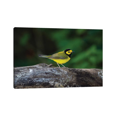Hooded Warbler (Wilsonia Citrina) On Limb by Larry Ditto - Wrapped Canvas Gallery-Wrapped Canvas Giclée