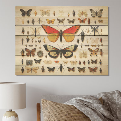 Insectes et insectes jaunes et oranges - Insectes et insectes sur bois