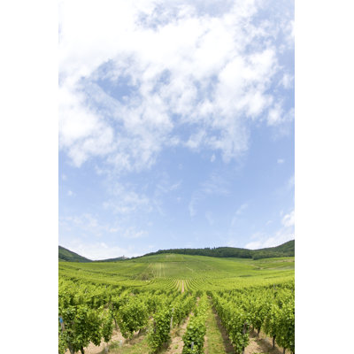 Floodwood Vineyard From Alsace, France - Wrapped Canvas Print