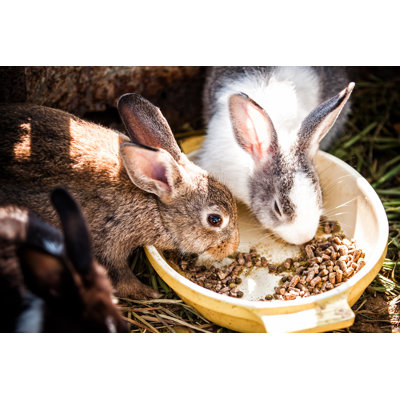 Rabbits Eat - Wrapped Canvas Print