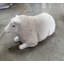 Texelaar Baby Sheep Laying Life Size Statue