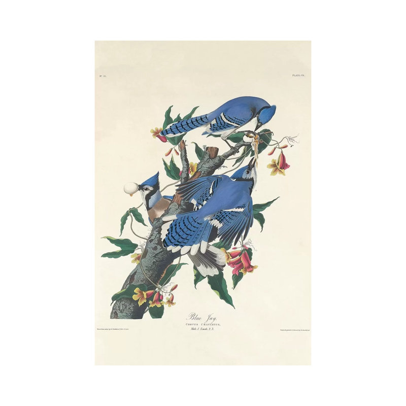 Blue Jay, 1831 by John Audubon - Print on Canvas, 101.6 cm H x 66.04 cm W x 1.91 cm D, Wrapped Canvas