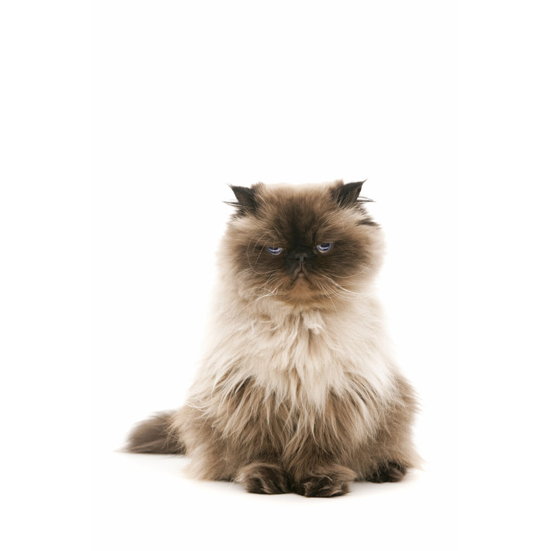 Tristesse par 101 chats, H 18 po x l 12 po