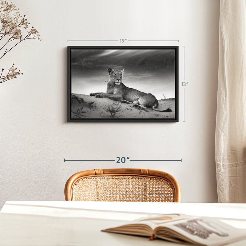 Animal «Lioness Canvas Print», H 13 po x l 19 po