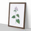 Lilac Morning-glory Flowers by Pierre-Joseph Redoute - Picture Frame Painting Print-55582606-55582605