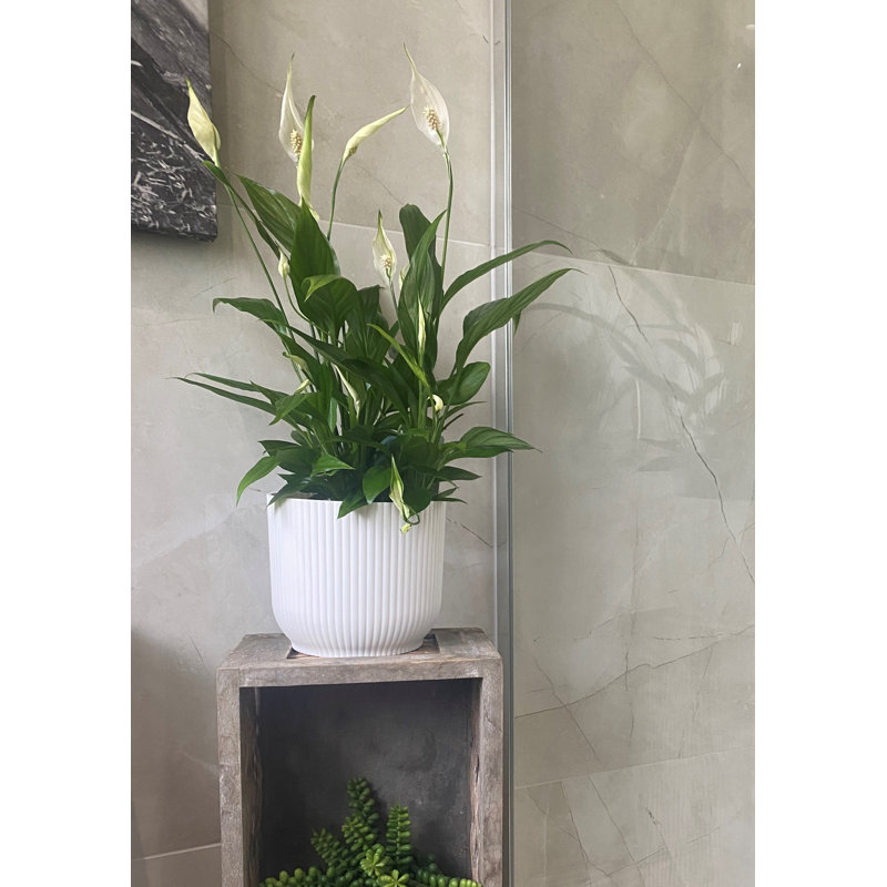 Jaxzan Pot Planter, 16.9 x 20 x 16