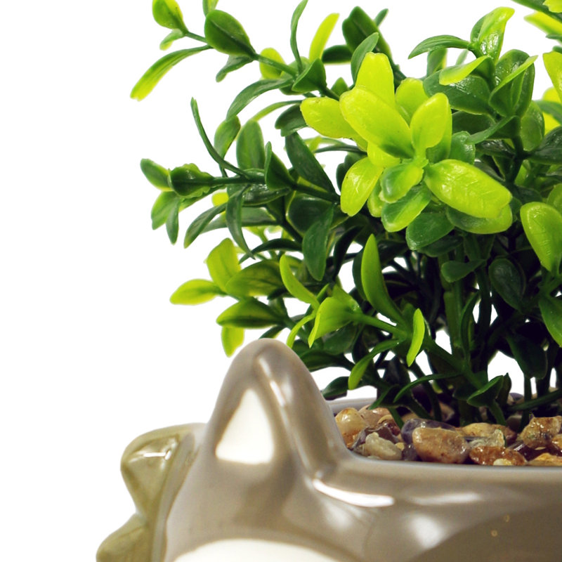 Annistin 15cm Plant