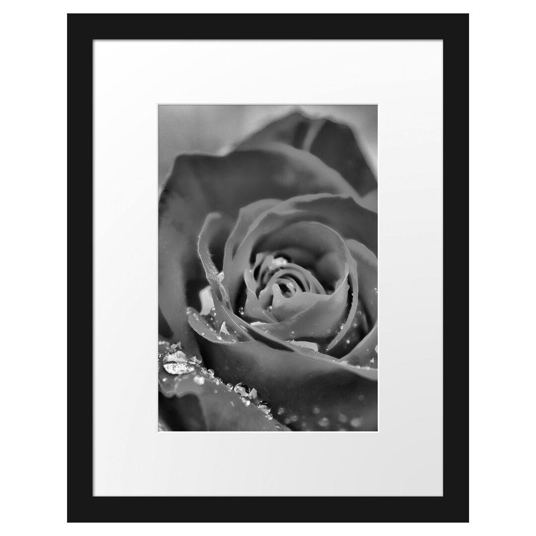 Gerahmtes Poster Rose mit Wassertropfen