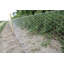 Eugenia Wire Mesh-39292739-39292740