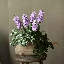 Spring Artificial Hyacinth Stem 16" Tall-1155133252-1155133274