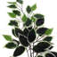 Série de ficus artificiels panachés-67117258