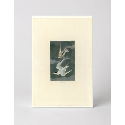 Petite sterne (planche 319) - Art mural sur toile