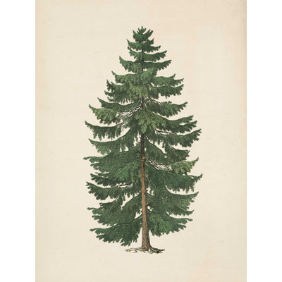 " Winter Pine Tree "