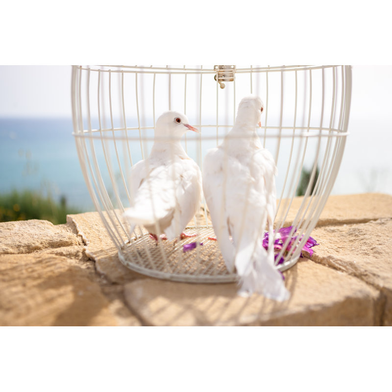 Pigeons in a Cage par Andreydubinin - Photographie sur toile tendue, L 12 po x H 8 po