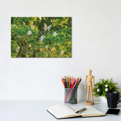 USA, Louisiana, Vermilion Parish. Cattle Egret Rookery. by Jaynes Gallery - Wrapped Canvas Print